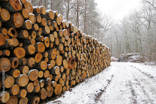 lange Holzpolter am Waldweg im Winter