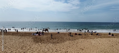 seagulls on the beach