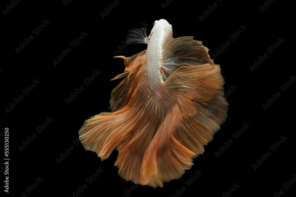 Yellow betta fish, siamese fighting fish on black background Yellow betta fish, siamese fighting fish on black background
