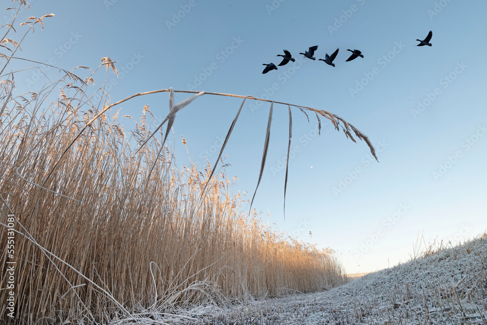 Obraz premium Goose are flying in the high sky at sunrise.