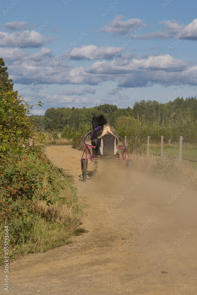 Fototapeta premium Lady trains a horse sitting in a sulky on a track