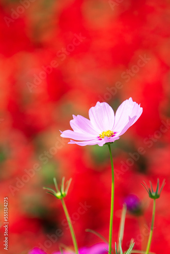 pink cosmos flower © Champ