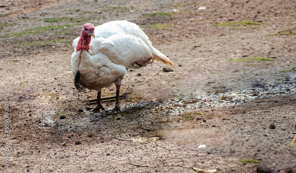 Obraz premium Bronze Turkey