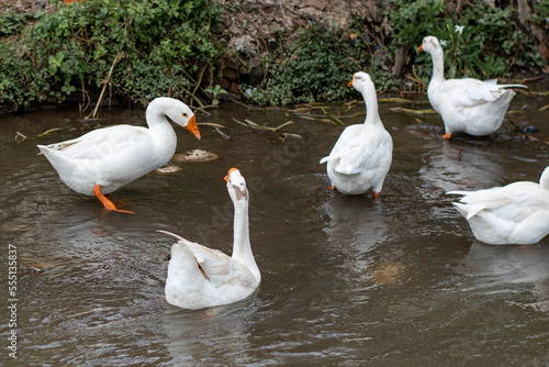 White swans playing in the river