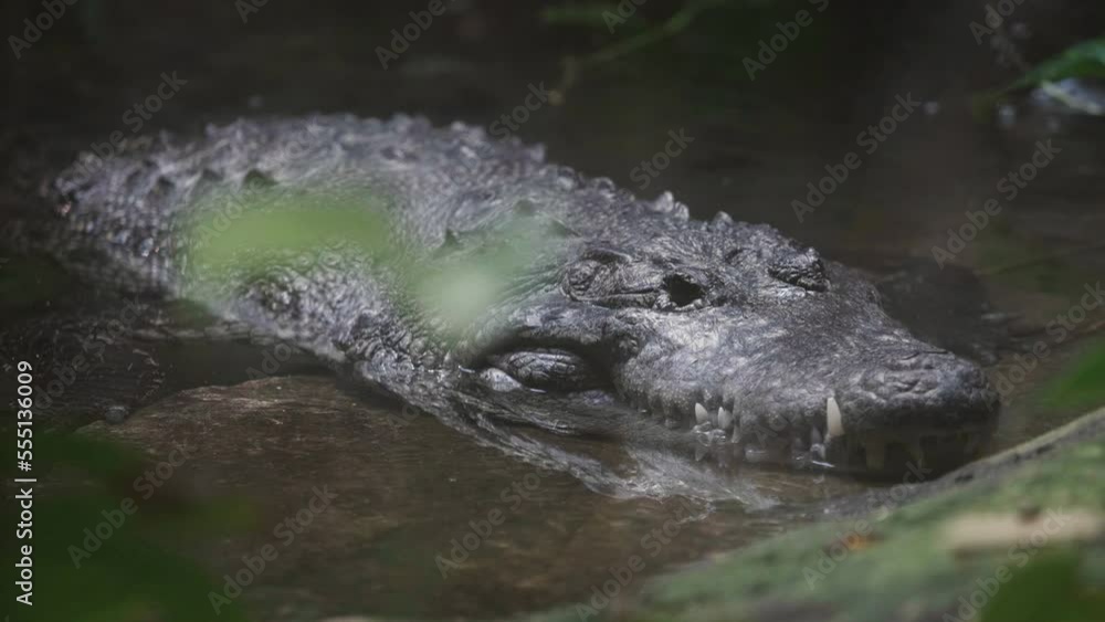 Alligator head out of water on river bank Alligator head out of water on river bank