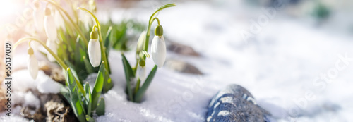 Snowdrop flowers blooming in the snowdrift in the park.