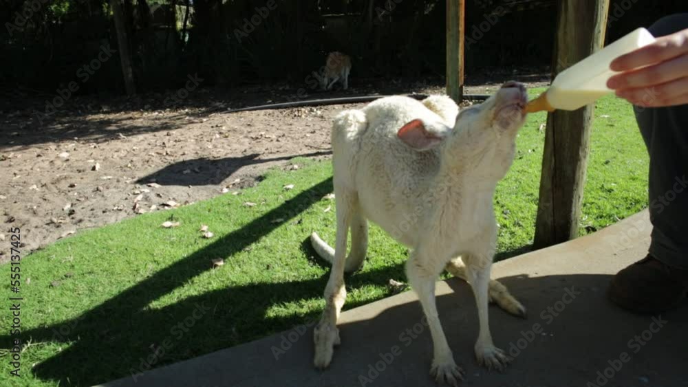 Kangaroo joey drinking milk from the hand of a human in Western