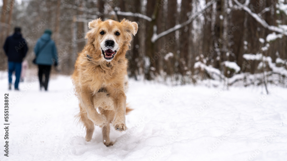 Golden retriever joyfully runs through the snow in the park. Golden retriever joyfully runs through the snow in the park.