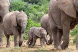 African elephant (Loxodonta africana) young calf walking in herd, Addo Elephant National Park, Eastern Cape, South Africa.