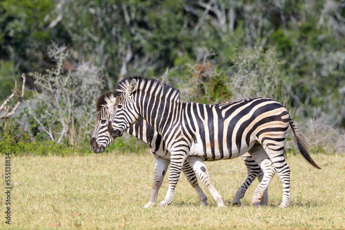 Burchell s Zebras  Equus quagga burchelli  walking together on savanna  looking at camera  Addo Elephant National Park  South Africa