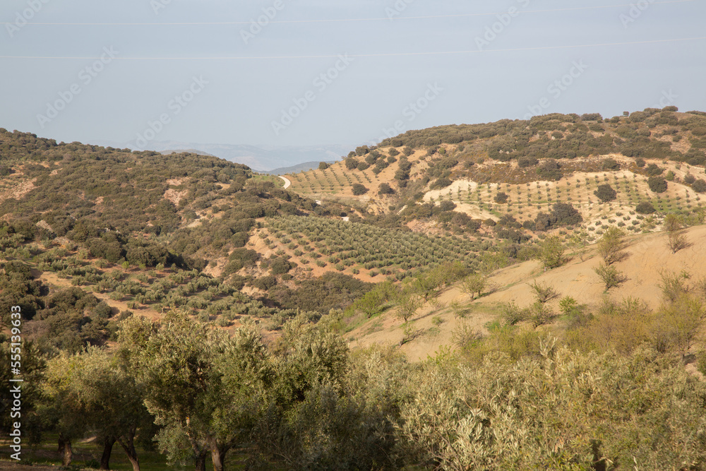 Olive Trees in Sierra Magina National Park, Jaen, Spain
