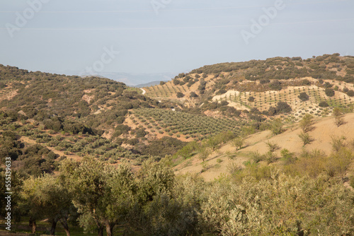Obraz na płótnie Olive Trees in Sierra Magina National Park, Jaen, Spain w salonie