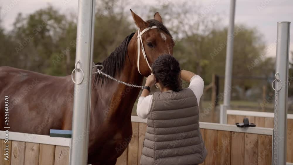 Stall Rode Female horse keeper putting the animal in a stall and making ready for ...