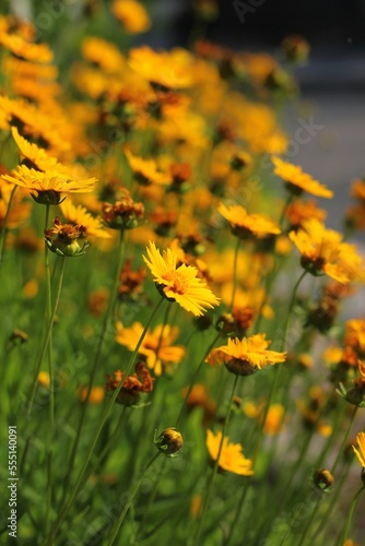 yellow flowers in the garden