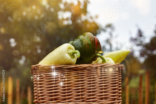  fresh ratunda peppers in a basket picked in the garden with their own hands decorative photo creative photo. High quality photo photo