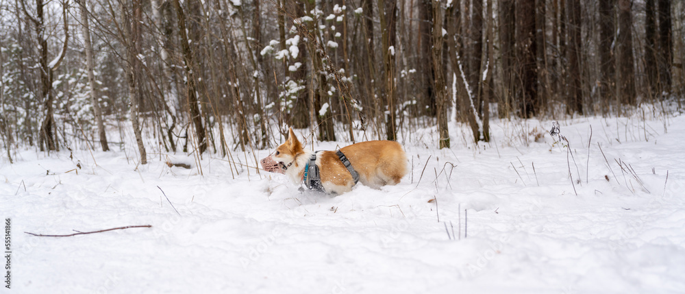 Corgi dog in a muzzle runs through the snow. Corgi dog in a muzzle runs through the snow.