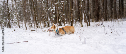 Corgi dog in a muzzle runs through the snow.