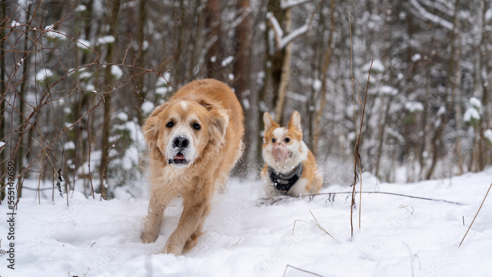 Corgi dog golden retriever. In the snow in winter Corgi dog golden retriever. In the snow in winter