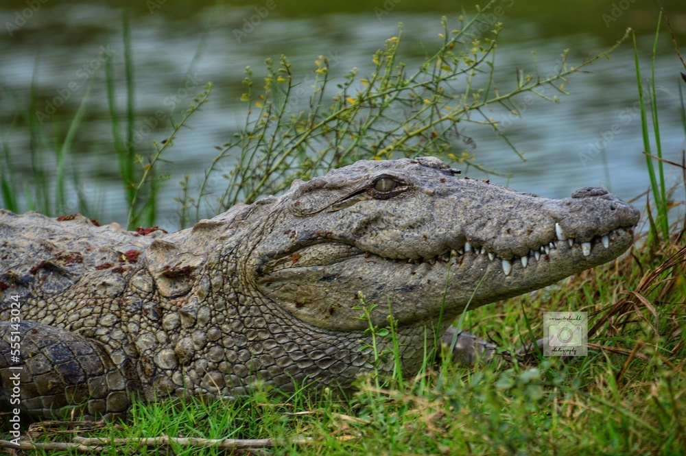 Obraz premium Ghariyal