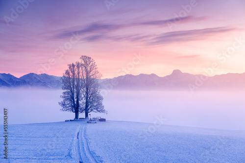 misty conditions with a tilia tree during a colorful sunset on Ballenbühl in Emmental