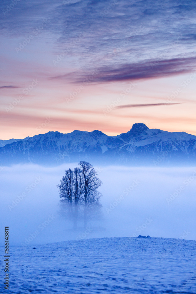tall single tree covered in mist with Stockhorn ridge in the background during a winter sunset