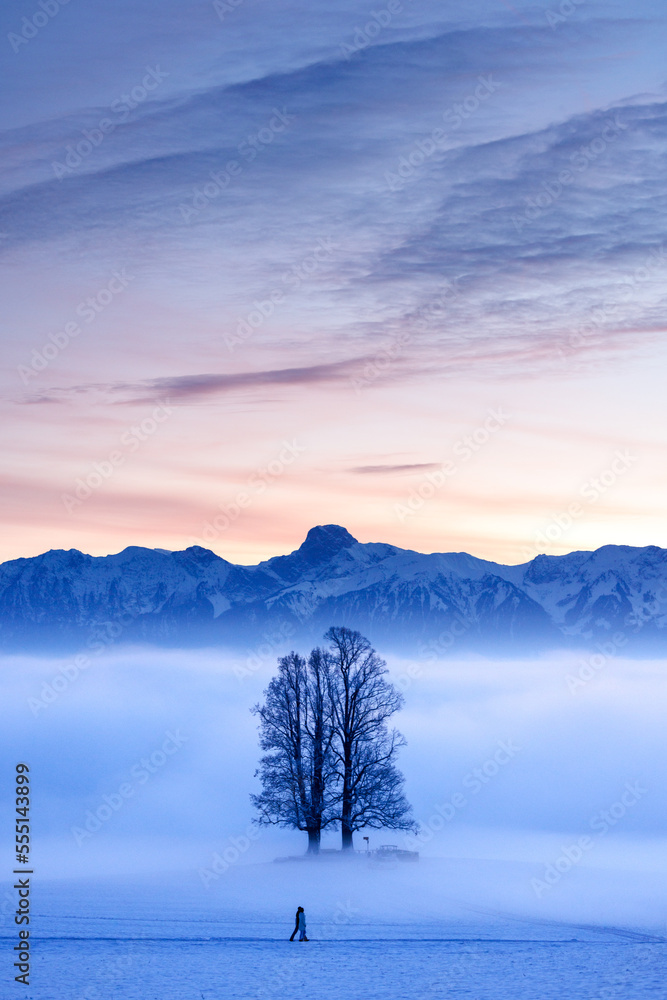 a tall tilia tree rising from a sea of fog with Stockhorn ridge in the background during blue hour in winter