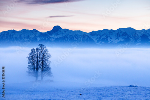 tall tilia tree covered in mist with Stockhorn ridge in the background during blue hour in winter © schame87