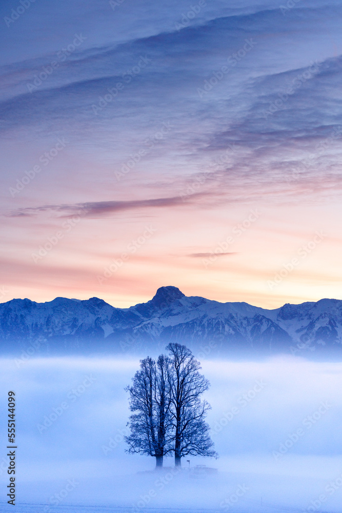 Fototapeta premium tilia tree standing in mist during blue hour in winter on Ballenbühl in Emmental
