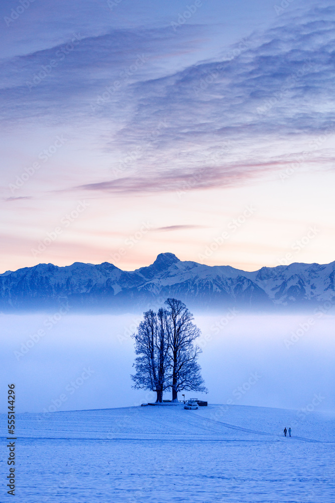tilia tree standing in mist during blue hour in winter on Ballenbühl in Emmental