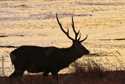 Hokkaido Notsuke Peninsula Narawara sunset and Ezo deer photo