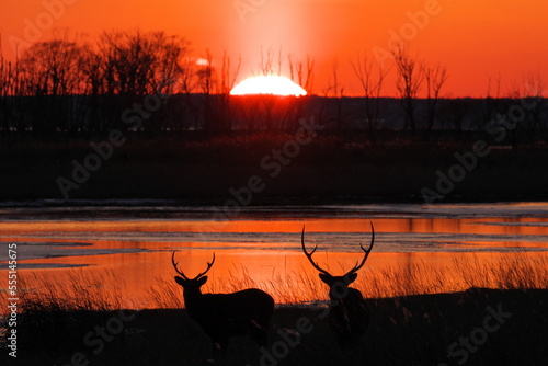 Hokkaido Notsuke Peninsula Narawara sunset and Ezo deer photo