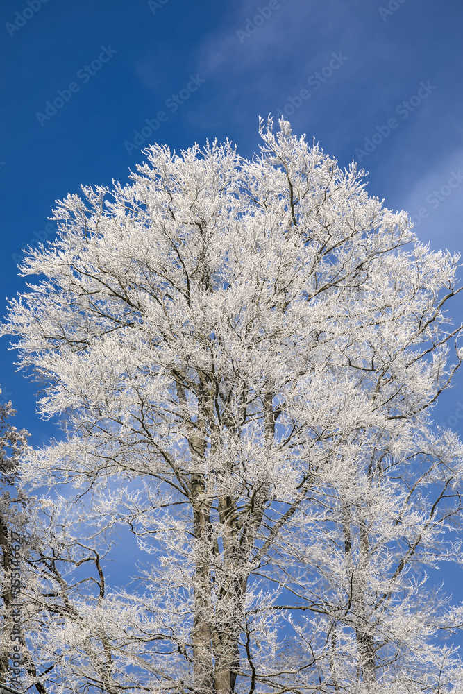 Tree in winter covered white with frost and ice against a blue sky