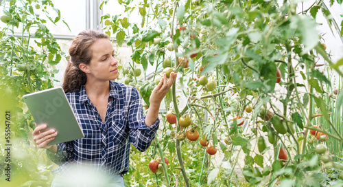 Young adult woman examining quality of tomatoes in vegetable greenhouse using her digital tablet.