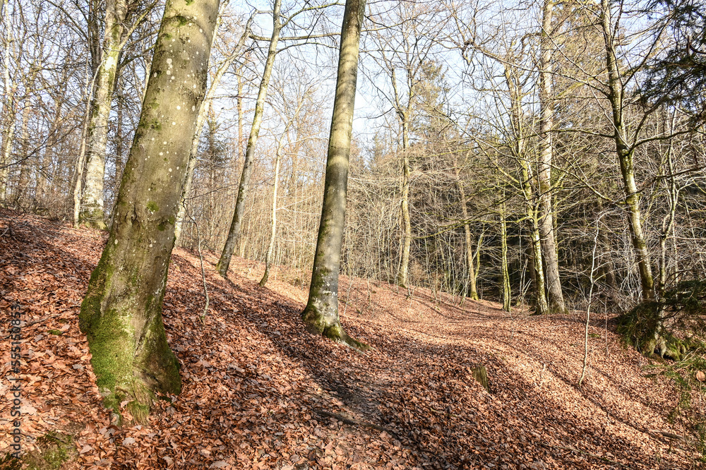 Belgique Wallonie Ardenne bois foret nature environnement arbre automne hiver