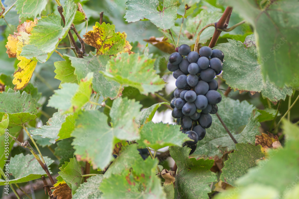 Ripe bunches of black grapes on the vine. Bunches of black grapes on the vine, ripe for the annual harvest. Ripe bunches of black grapes on the vine. Bunches of black grapes on the vine, ripe for the annual harvest.