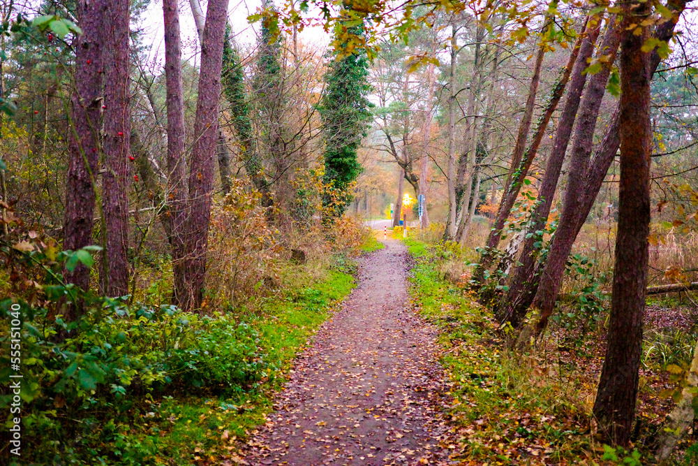 Obraz premium footpath in the woods