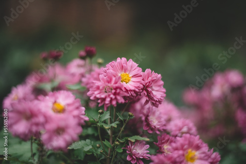 Beautiful lilac flowers in the garden