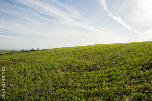 Campos de trigo verde en Invierno. Paisaje.