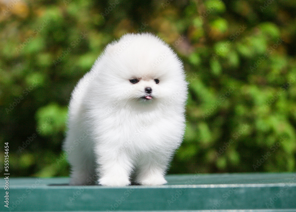lovely Pomeranian Spitz in the green garden lovely Pomeranian Spitz in the green garden