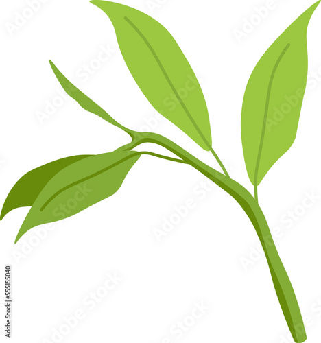 Green matcha leaves flat icon Plant