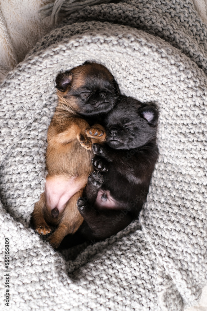 Cute baby puppy sleeping. Pug or brabanson dog with funny face Cute baby puppy sleeping. Pug or brabanson dog with funny face