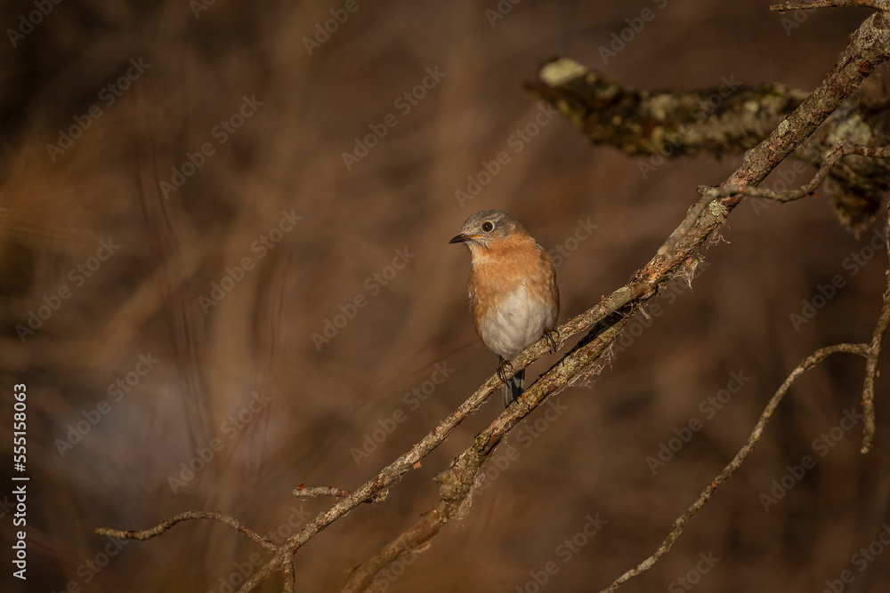 Female Eastern Bluebird perched on a dead tree branch Female Eastern Bluebird perched on a dead tree branch