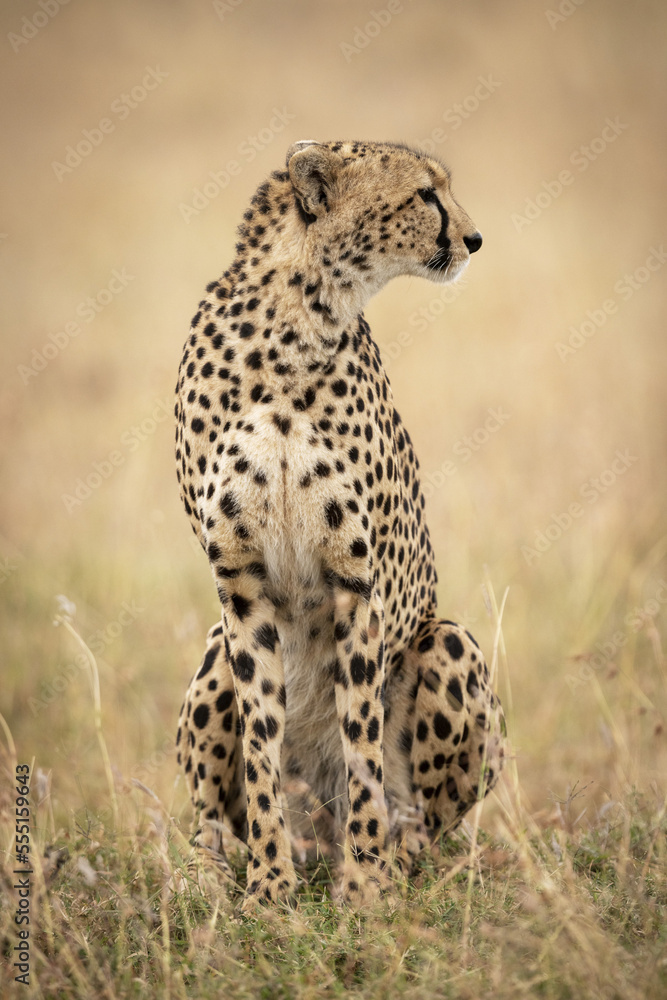 Cheetah (Acinonyx jubatus) sitting in long grass looking right, Maasai Mara National Reserve; Kenya