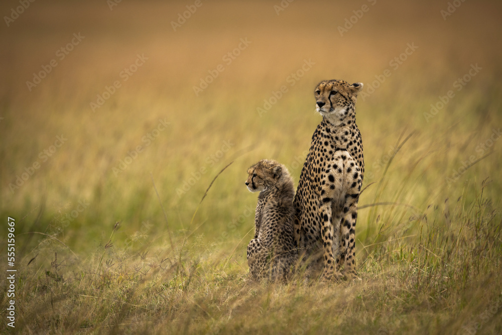 Cheetah (Acinonyx jubatus) sits side-by-side with cub in grass, Maasai Mara National Reserve; Kenya Cheetah (Acinonyx jubatus) sits side-by-side with cub in grass, Maasai Mara National Reserve; Kenya