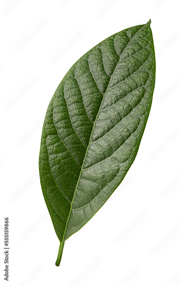 Obraz premium Avocado green leaf