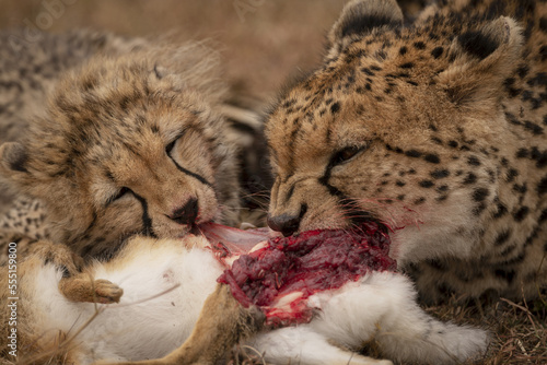 Close-up of cheetah (Acinonyx jubatus) cub and mother eating, Maasai Mara National Reserve; Kenya photo