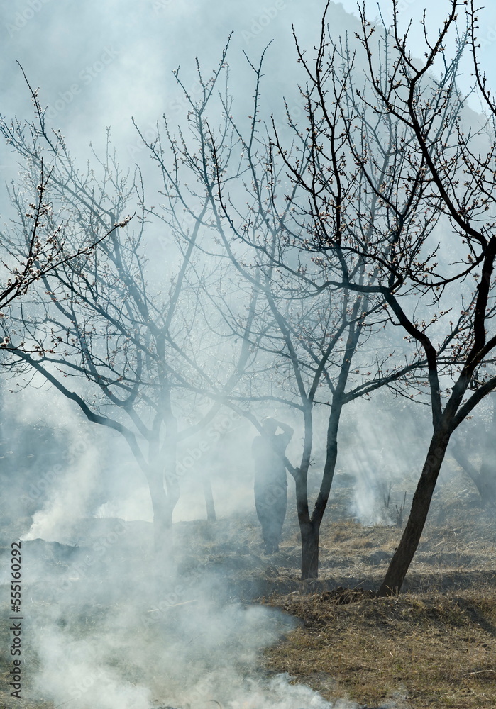 Russia. North-Eastern Caucasus. Dagestan. A photographer with a camera in his hands is looking for good angles in an apricot garden shrouded in the smoke of spring bonfires against insect pests.