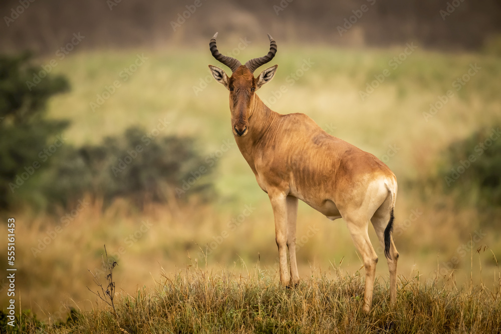 Male hartebeest (Alcelaphus buselaphus cokii) stands on mound eyeing camera, Serengeti National Park; Tanzania Male hartebeest (Alcelaphus buselaphus cokii) stands on mound eyeing camera, Serengeti National Park; Tanzania