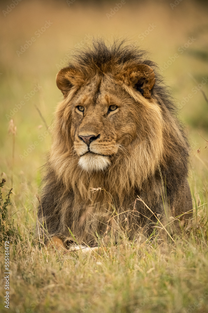 Male lion (Panthera leo) lies in grass staring left, Serengeti National Park; Tanzania Male lion (Panthera leo) lies in grass staring left, Serengeti National Park; Tanzania