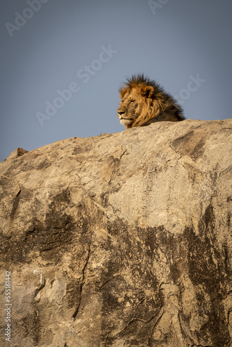 Head of male lion (Panthera leo) lying on kopje, Serengeti National Park; Tanzania